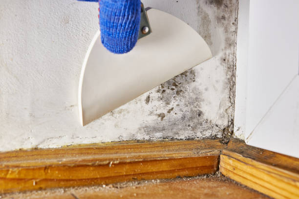 Best Mold Odor Removal Services  in Towaco, NJ